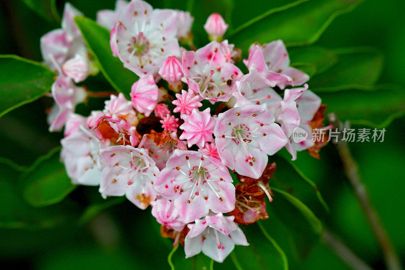 阔叶树/山桂花